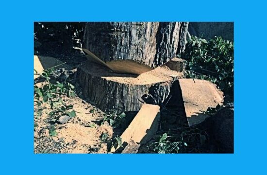 Tăieri ilegale de copaci în raionul Dondușeni