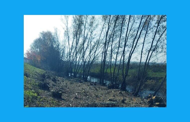 Satul Mândâc, raionul Drochia: Zeci de copaci, defrișați ilegal